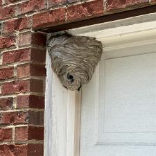 Bald-faced-Hornets-Removal-in-Dallas-GA 1